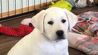 Yellow Labrador Puppies 8 Weeks Old [upl. by Candida196]