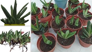 Gasteria Little Warty Propagation  How to separate offsets Gasteria babies  Gasteria Succulent [upl. by Gilli]