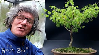 My Wisteria and My Brazilian Rain Tree The Bonsai Zone Oct 2023 [upl. by Fried241]