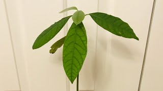 How to Grow an Avocado Tree From a Pit [upl. by Noakes531]