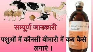 Sulphadimidine injections पशुओं में कोन कोन से रोगों में इसका उपयोग किया जाता है इलाज [upl. by Hilary]