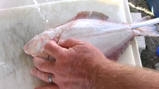 How to clean a flounder [upl. by Ahc]