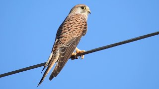 Common Kestrel Call Tårnfalk lyd Turmfalke Ruf Cernicalo Vulgar canto Faucon crécerelle cri [upl. by Ahsercul]