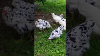 Rare american breed Erminette chickens [upl. by Adnuahsal]