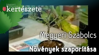 Növények szaporítása  Dugványozás Megyeri Szabolcs [upl. by Pammy]