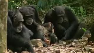 Chimpanzees Sophisticated Use of Tools  BBC Studios [upl. by Jenine]