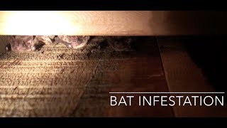 Bat Infestation In An Attic This is WILD [upl. by Airetnahs475]