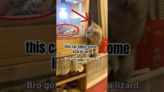 Cat vs Lizards Ultimate Battle 🐱vs🦎cats catmemes lizard fypシ゚viral [upl. by Deloria]