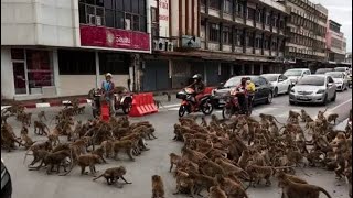 🐒 Living in MonkeyTown  Lopburi Thailand [upl. by Htebzile]