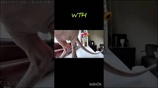 agopla Famoussphynx Aslan’s the Cat sphynx sphynxcat cat cats hairlesscat asmr [upl. by Berwick79]