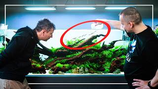 Creating a Huge Planted Aquarium with Driftwood  Part Two  Planting amp Tips [upl. by Ahselyt]