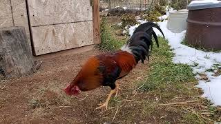 6 months old whitehackle stag [upl. by Junina]