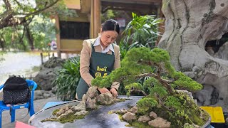 China Bonsai exhibition 2024 [upl. by Kym250]