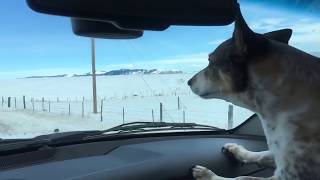 Pronghorn running down Highway 41 in Montana [upl. by Aveneg]