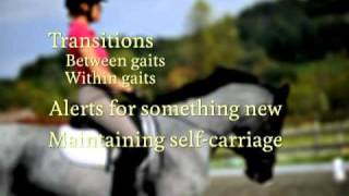 40 Fundamentals of English Riding  Half Halt [upl. by Swetlana]