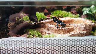 Phyllobates Vittatus voice [upl. by Nerti347]