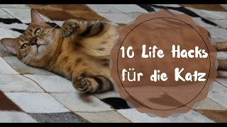 10 Hacks richtig mit Katzen spielen [upl. by Etsirhc409]