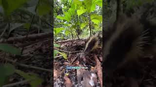 tenrec rayado de las tierras bajas [upl. by Marjorie]