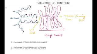 BIOLOGY Golgi Apparatus Hp Tgt Medical [upl. by Hemminger]