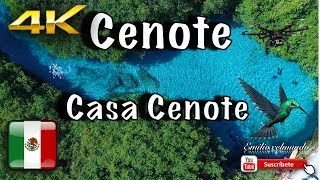 CENOTE CASA CENOTE 🐠 dron TULUM 🇲🇽 4K 👍🏼 [upl. by Aicatsana467]