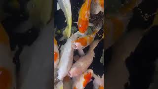 Aquarium with Beautiful Fish Relaxing Water Stream Noise with Sleep Sound I ASMR fish relaxing [upl. by Sidnala]