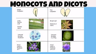 Difference between monocot vs dicot plants [upl. by Ahsilat633]