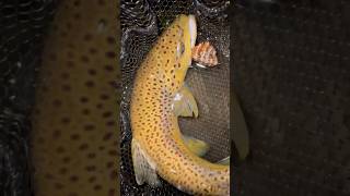 Mousing for trout in the middle of the night flyfishing nightfishing fish outdoors pafishing [upl. by Dalenna396]