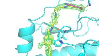 Specific CK2alpha inhibitor CAM4066 [upl. by Gilli]