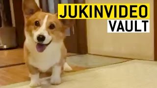 Corgi Dog Videos from the JukinVideo Vault [upl. by Aicerg228]