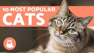 Top 10 Most POPULAR Cat Breeds in the World [upl. by Thamora]