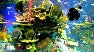 Stunning Coral Reef Aquarium amp The Best Relaxing Music 🐟 [upl. by Alejoa]