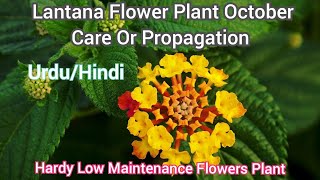 How To Grow And Care lantana flower Plant At Home  Lantana Plant Propagation Fertilizer Hindi [upl. by Endo]