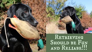 Labrador Retriever Training  Force Fetch vs Inductive Retrieve [upl. by Zebulon]