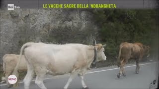 Le vacche sacre della ndrangheta  Nemo  Nessuno Escluso 09032018 [upl. by Autrey]