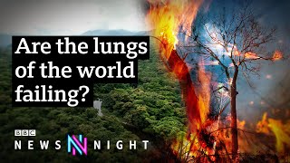 Is the Amazon rainforest beyond saving  BBC Newsnight [upl. by Hort]