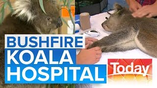 Koalas fighting for survival at volunteer bushfire hospital  Today Show Australia [upl. by Enyrat70]