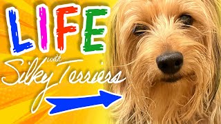 Adopting a Silky Terrier  Introduction to the personality of this unique breed [upl. by Follmer]