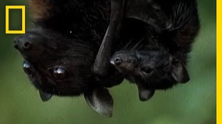 Meet the Worlds Biggest Bat  National Geographic [upl. by Milton]