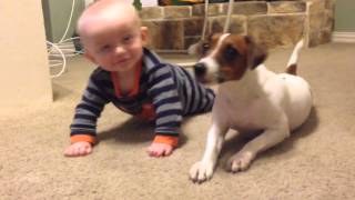 Jack Russell Dog teaches baby to crawl [upl. by Carboni]