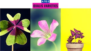 Oxalis Varieties A to Z [upl. by Yer]