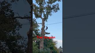 Skilled tree surgeon flying down the giant oak tree oaktree treesurgeon treesurgery [upl. by Airehs]