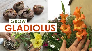 Gladiolus Flower  Gladiolus Bulb Growing Tips  Gladiolus Plant Care [upl. by Coumas]