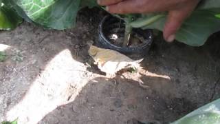 Cut worms The Damage They Cause and How To Control Them [upl. by Renwick]