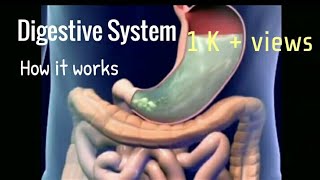 Digestive System  Animation  Digestion  Learn Visions [upl. by Katy767]