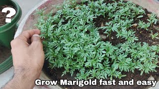 How to grow Marigold from seeds fast and easy grow Marigold from seeds at home for free [upl. by Nauqe315]