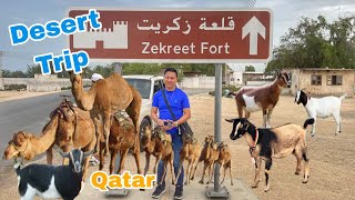 Zekreet Fort Qatar  Farm Animals [upl. by Verena]