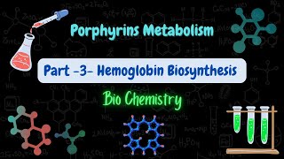 Porphyrins Metabolism  part 3 Hemoglobin Biosynthesis استقلاب البورفيرينات والهيموغلوبين [upl. by Zinnes]