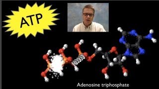 ATP Adenosine Triphosphate [upl. by Onairda212]