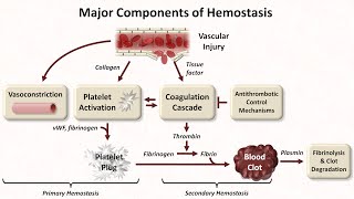 Hemostasis Lesson 1  An Introduction [upl. by Neztnaj]