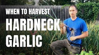 When to Harvest Hardneck Garlic [upl. by Blaine]